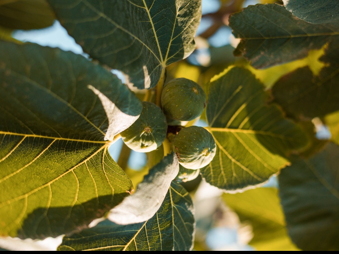 Fig trees...